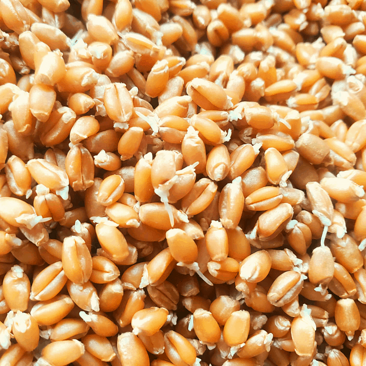 close up of sprouted wheat berries