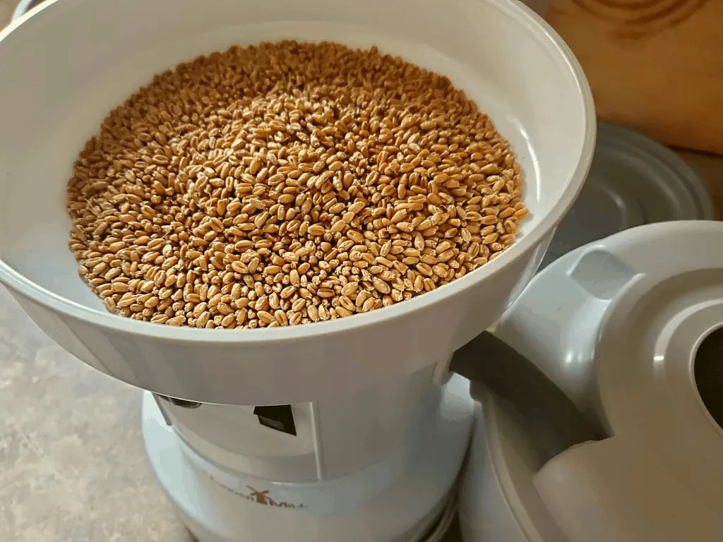 Sprouted wheat berries being milled in a grain mill