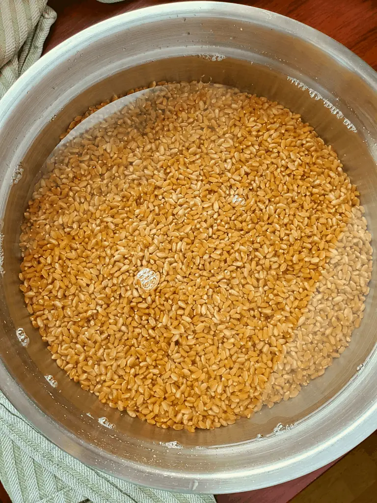 Wheat berries soaking in water in stainless steel bowl