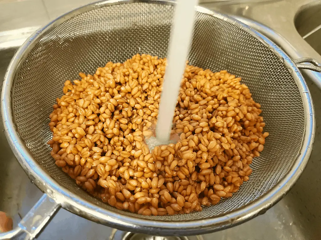 Wheat berries being rinsed in a mesh strainer