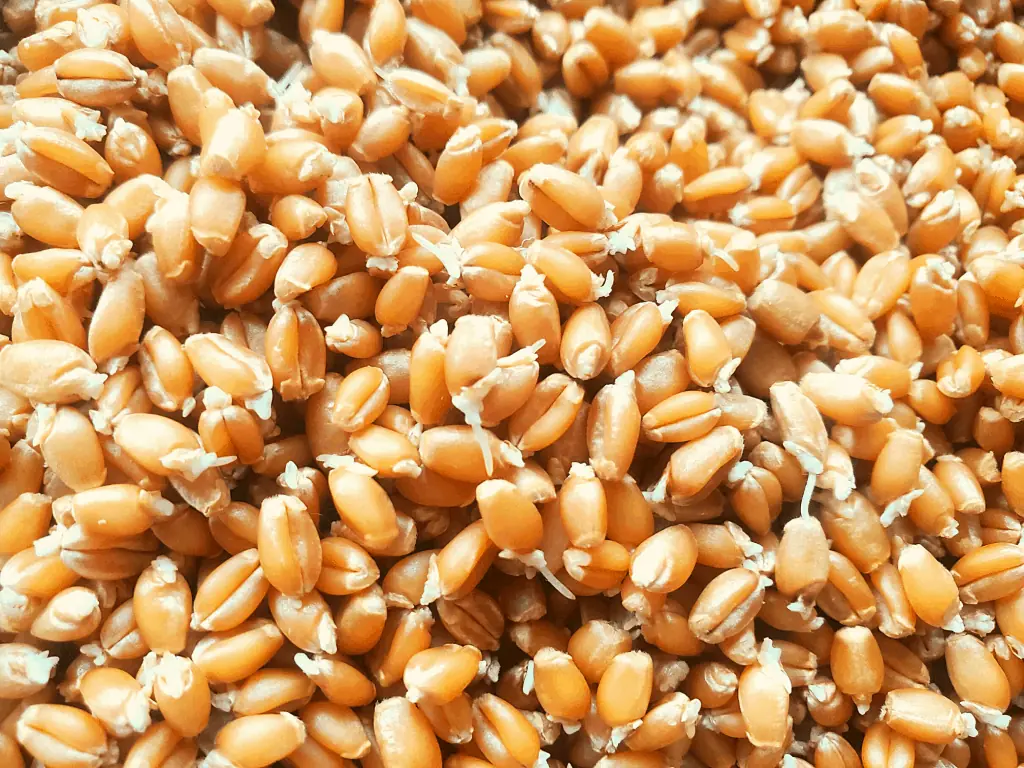 close up of sprouted wheat