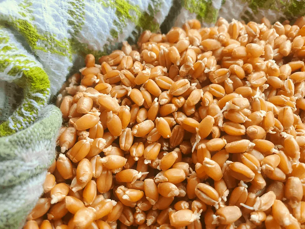 Close up of sprouted wheat berries