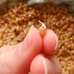 a sprouted wheat berry being held in 2 fingers