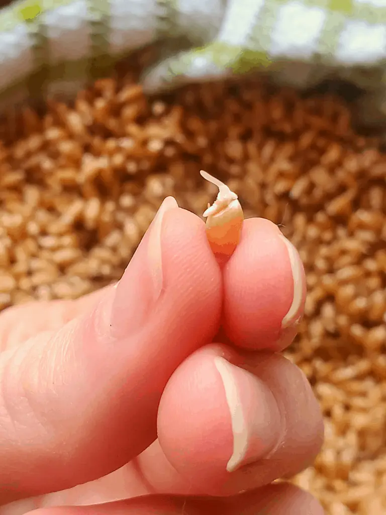 close up of sprouted wheat berry being held by 2 fingers