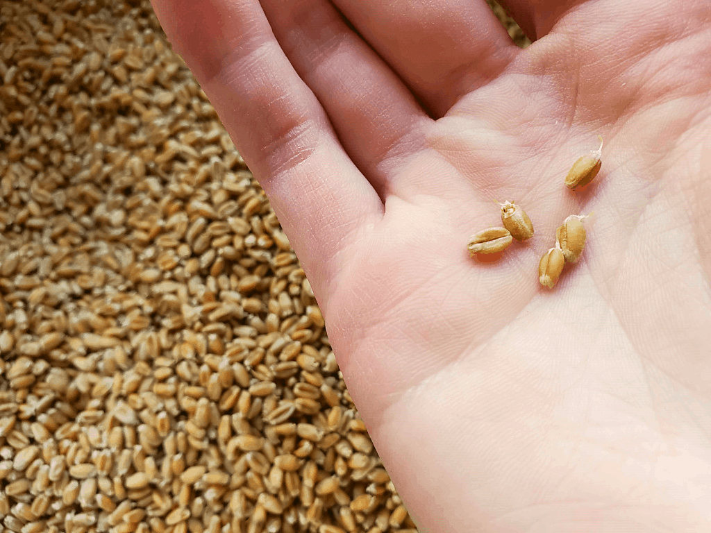 A couple of sprouted wheat berries in a person's hand