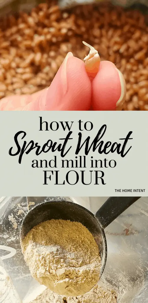 How to sprout wheat, mill into flour and why it's important #sproutedgrains #sproutedwheat #healthy #foodpreparation #wheatberries 