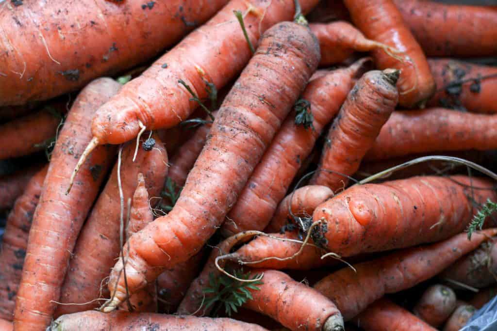 Pile of fresh carrots