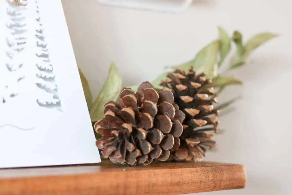 pine cones on a shelf